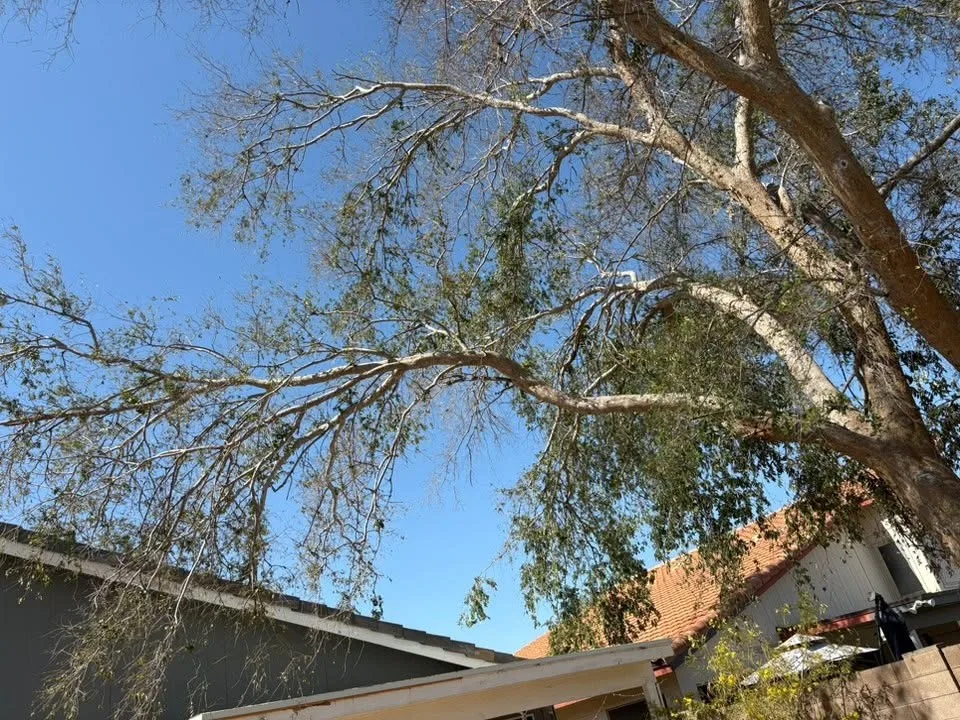 View into a tree canopy during cleanup assessment